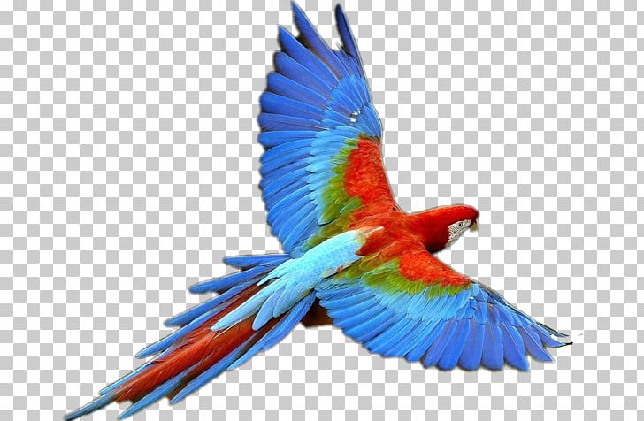 Parrot Budgerigar Bird Portable Network Graphics PNG, Clipart, Animals, Beak, Bird, Bird Flight, Budgerigar Free PNG Download