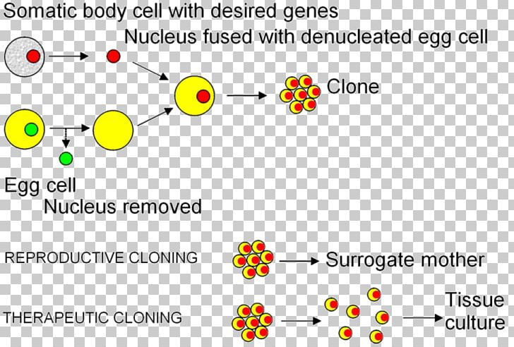 Somatic Cell Nuclear Transfer Cloning Embryonic Stem Cell PNG, Clipart, Angle, Area, Brand, Cell, Cia Free PNG Download