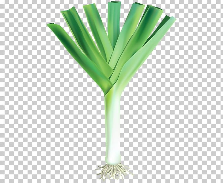 Vegetable JARDINS DE CRÉANCES Onion PNG, Clipart, Allium Fistulosum, Carrot, Garlic, Grass, Leek Free PNG Download