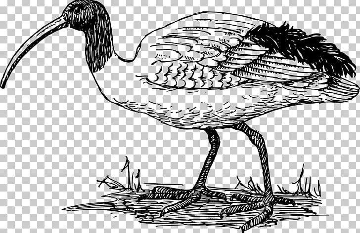 American White Ibis PNG, Clipart, African Sacred Ibis, American White Ibis, Artwork, Beak, Bird Free PNG Download