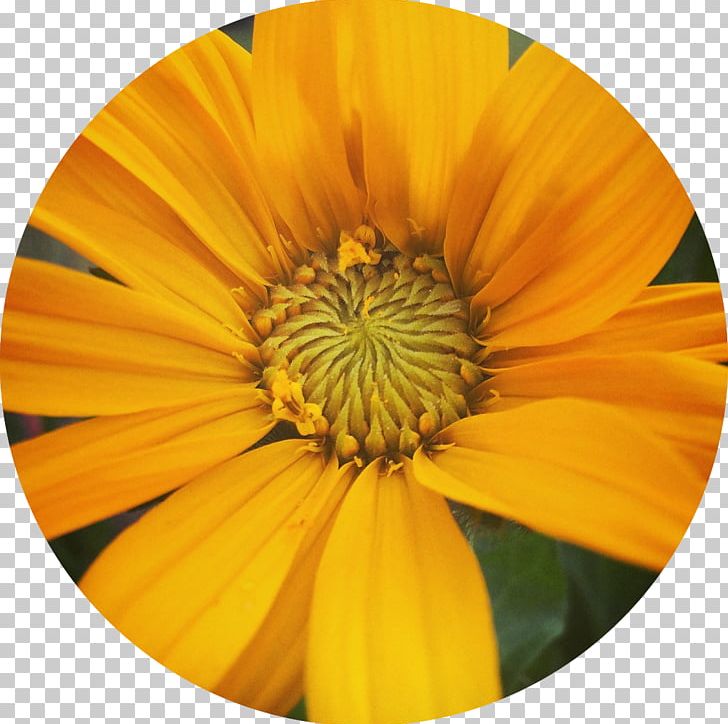 Learning Understanding Medicinal Plants Study Skills Transvaal Daisy PNG, Clipart, Common Sunflower, Daisy Family, Flower, Gerbera, Herbalism Free PNG Download