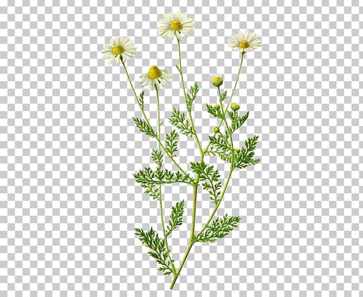 Roman Chamomile Plant Herbal Distillate Herbalism Flower PNG, Clipart, Anthriscus, Black Cumin, Caraway, Chamaemelum Nobile, Chamomile Free PNG Download