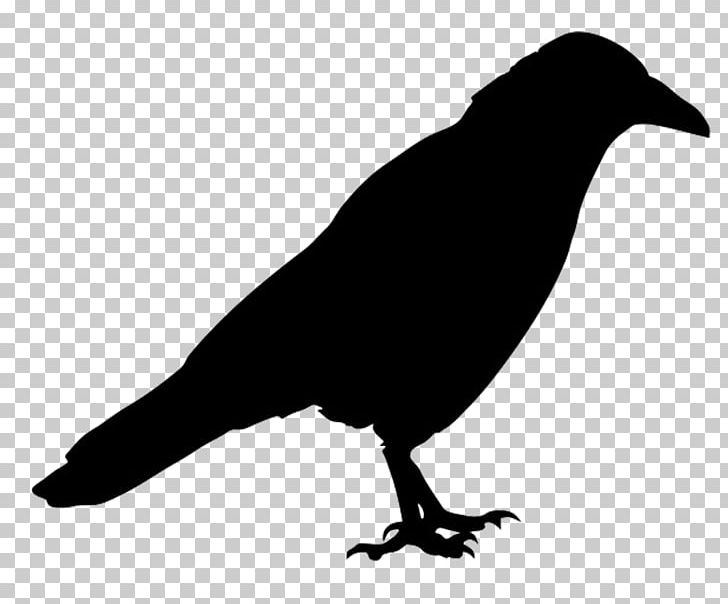 Bird Common Raven Silhouette Western Jackdaw PNG, Clipart, American Crow, Animals, Beak, Bird, Black And White Free PNG Download