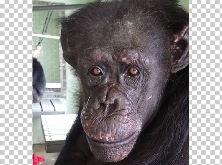 Common Chimpanzee Gorilla Primate Monkey Save The Chimps PNG, Clipart, Animal, Animals, Ape, Chimpanzee, Common Chimpanzee Free PNG Download