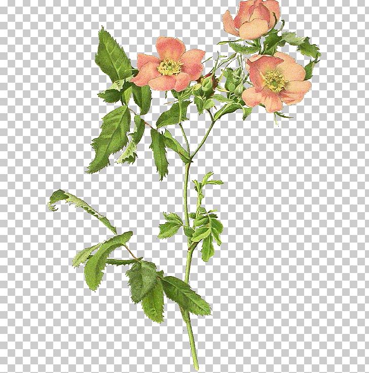 Garden Roses Dog-rose Rosa Blanda Centifolia Roses PNG, Clipart, Branch, Centifolia Roses, Cut Flowers, Decoupage, Dogrose Free PNG Download