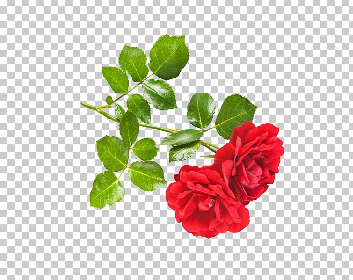 OMGRONNY Rose Stock Photography Thriller (Forever) Flower PNG, Clipart, Annual Plant, Artificial Flower, Carnation, Climbing, Cut Flowers Free PNG Download