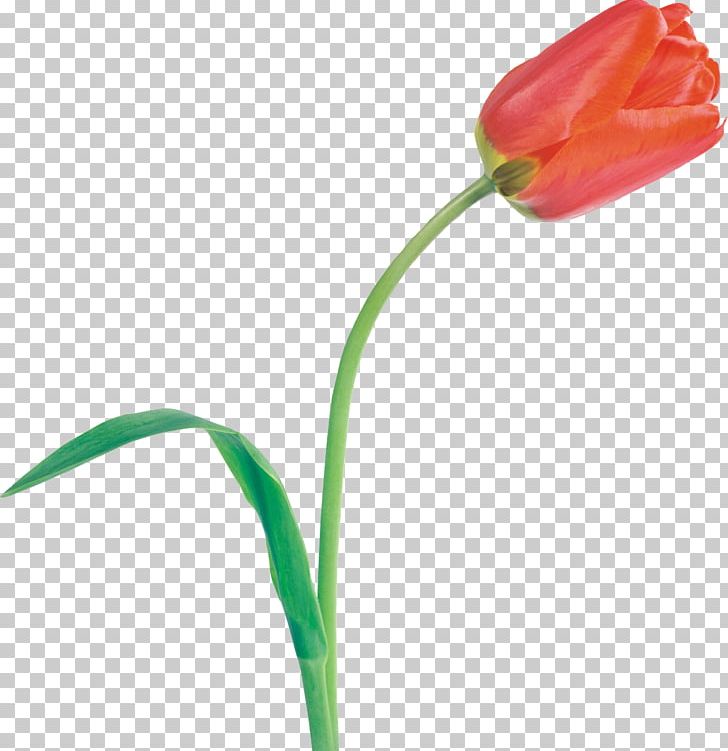 Tulip Cut Flowers Plant Stem PNG, Clipart, Author, Book, Bud, Cut Flowers, Flower Free PNG Download