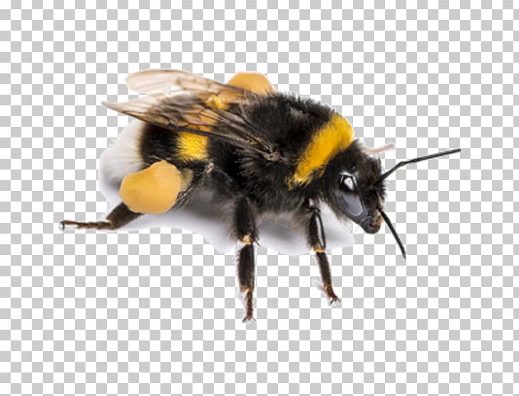 Bee Bombus Terrestris Insect Pollinator Stock Photography PNG, Clipart, Arthropod, Bee, Bombus Pascuorum, Bombus Terrestris, Bumblebee Free PNG Download
