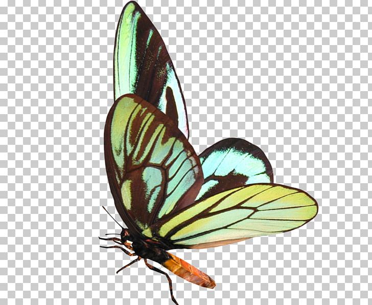 Butterfly Digital PNG, Clipart, Animation, Arthropod, Brush Footed Butterfly, Butterflies And Moths, Butterfly Free PNG Download