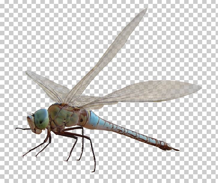 Dragonfly Insect Computer PNG, Clipart, Analogy, Arthropod, Computer, Creativity, Dragonflies And Damseflies Free PNG Download