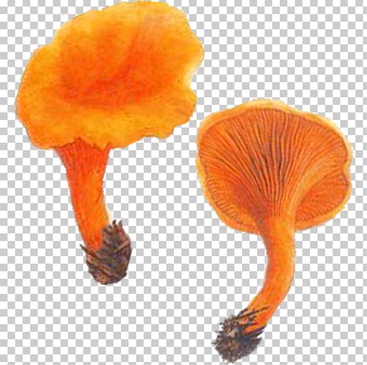 Edible Mushroom Chanterelle Hygrophoropsis Aurantiaca Fungus Suillellus Luridus PNG, Clipart,  Free PNG Download