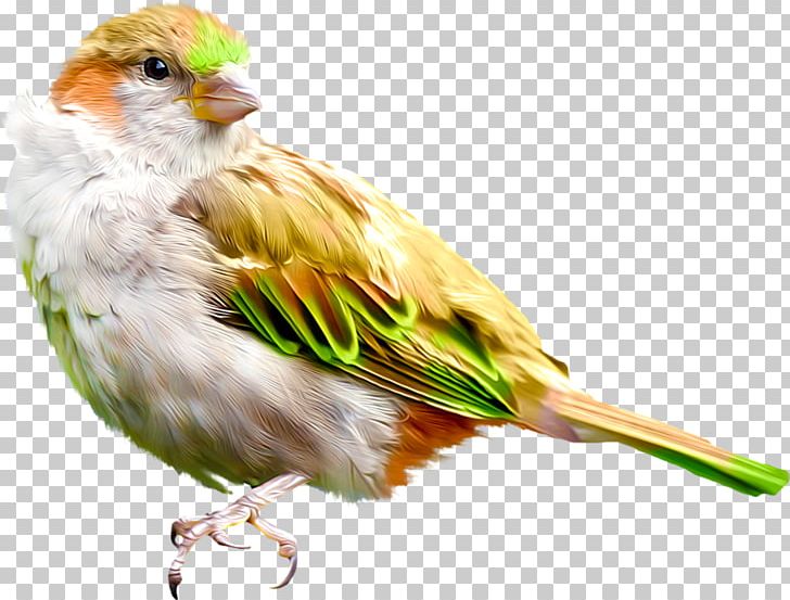 House Sparrow Finches Bird American Sparrow PNG, Clipart, American Sparrow, Animals, Bird, Doublebarred Finch, Emberizidae Free PNG Download