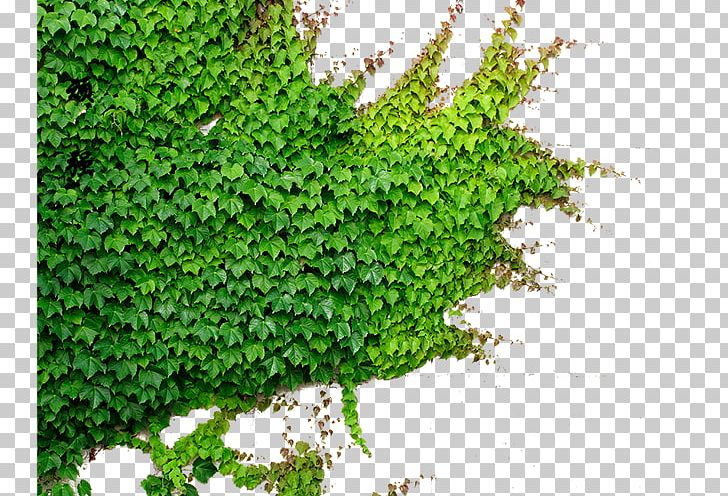 Parthenocissus Tricuspidata Green Plant Vine PNG, Clipart, Animals, Background Green, Botany, Climb, Climb The Wall Free PNG Download