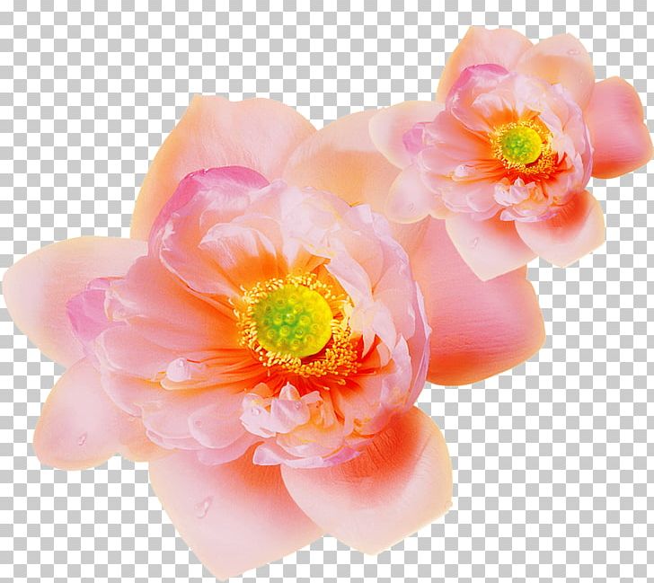 Pink PNG, Clipart, Art, Clip Art, Designer, Floral, Floral Border Free PNG Download