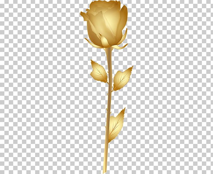 Rose Gold PNG, Clipart, Blue Rose, Cut Flowers, Flower, Flowering Plant, Flowers Free PNG Download