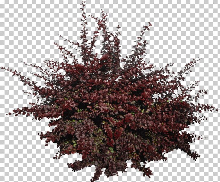 Tree Shrub PNG, Clipart, Branch, Bush, Data Conversion, Download, Fundal Free PNG Download