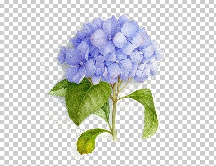 Watercolor Painting Botanical Illustration Tattoo Art PNG, Clipart, Blue, Bouquet, Cornales, Cut Flowers, Drawing Free PNG Download