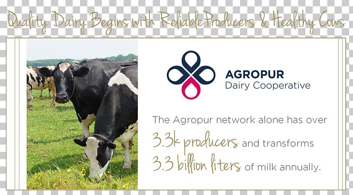 Dairy Cattle Advertising Agropur Coopérative PNG, Clipart, Advertising, Agropur, Brand, Buttermilk, Cattle Free PNG Download