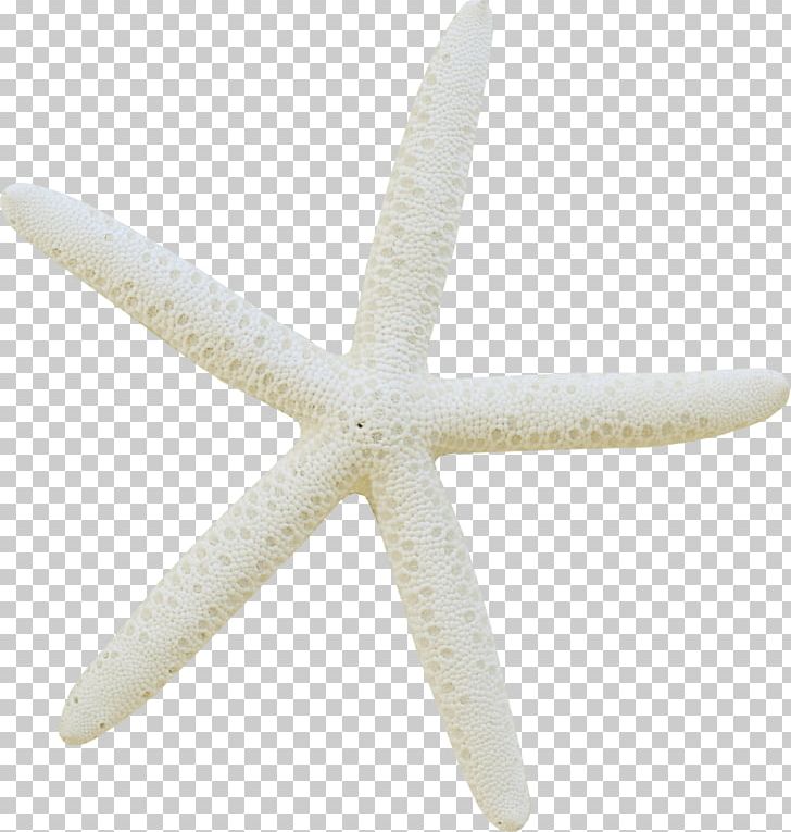 Starfish Echinoderm PNG, Clipart, Animals, Beach, Beach House, Computer Icons, Echinoderm Free PNG Download