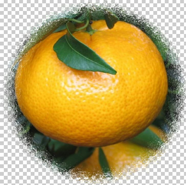 Clementine Lemon Bitter Orange Tangerine Mandarin Orange PNG, Clipart, Aromatherapy, Bergamot Orange, Bitter Orange, Chenpi, Citric Acid Free PNG Download