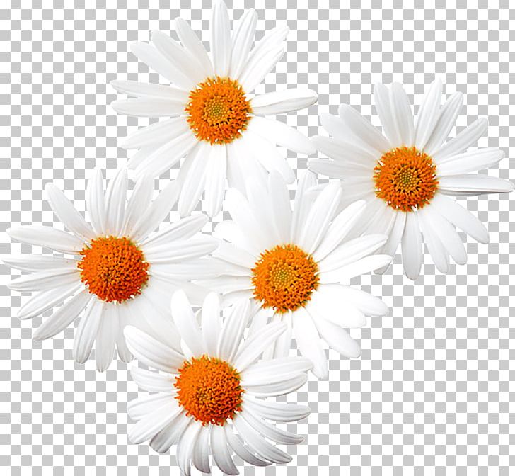Common Daisy Chamomile PNG, Clipart, Chamaemelum Nobile, Chrysanthemum Chrysanthemum, Chrysanths, Daisy, Daisy Family Free PNG Download