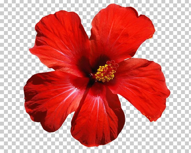 Hammermill Paper Company Printing Flower Inkjet Paper PNG, Clipart, Annual Plant, Blossom, China Rose, Chinese Hibiscus, Ebegumeci Free PNG Download