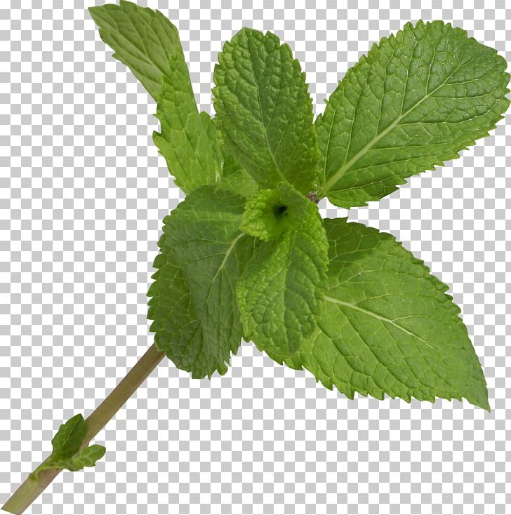 Leaf Herb Branch PNG, Clipart, Branch, Herb, Herbal, Herbalism, Leaf Free PNG Download