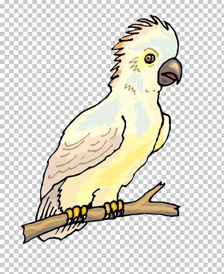 Budgerigar Bird Cockatoo Parakeet Illustration PNG, Clipart, Animals, Art, Beak, Bir, Bird Free PNG Download