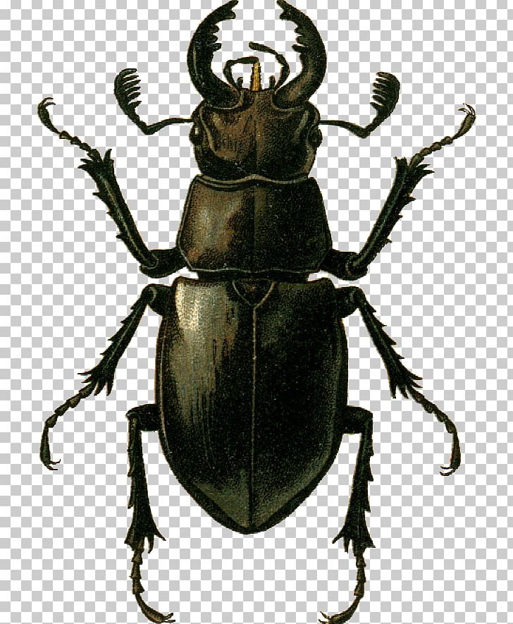 Stag Beetle Lucanus Ibericus Goliathus Species PNG, Clipart, Animal, Animals, Arthropod, Beetle, Dung Beetle Free PNG Download