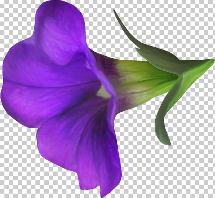Violet Flower Blue Morning Glory PNG, Clipart, Blue, Color, Cut