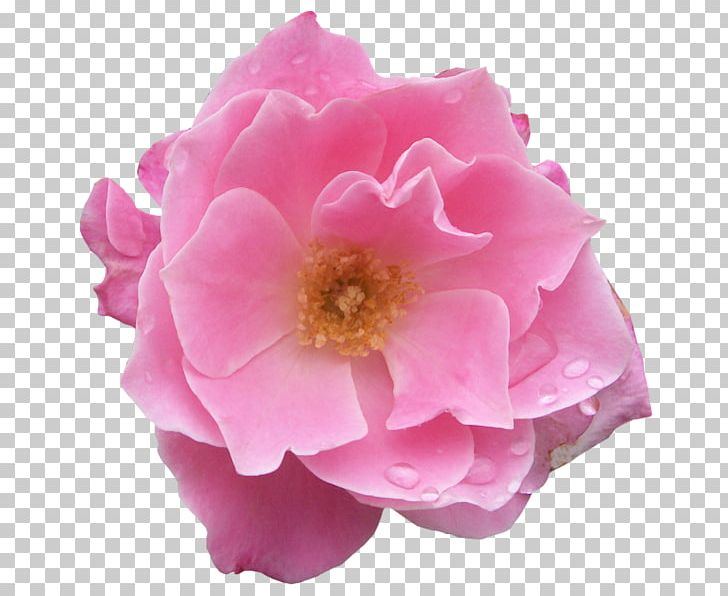 Centifolia Roses Garden Roses Floribunda Centerblog PNG, Clipart, Blog, Bouquet, Butterfly, Camellia, Centerblog Free PNG Download