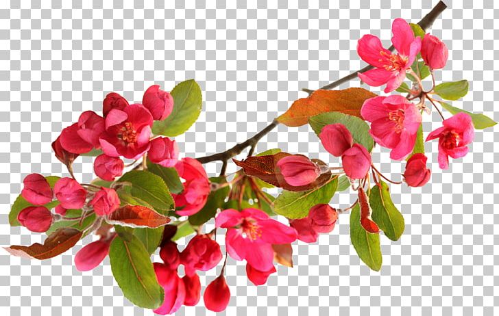 Flower PNG, Clipart, Blossom, Branch, Cherry Blossom, Flower, Flower Bouquet Free PNG Download