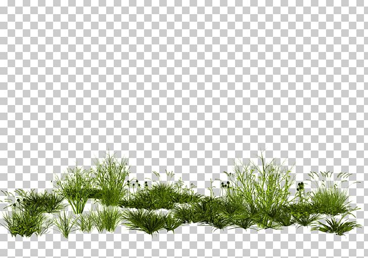 GIMP Rendering PhotoScape PNG, Clipart, Adobe Photoshop Elements, Background Green, Creative Background, Creative Grass, Deviantart Free PNG Download