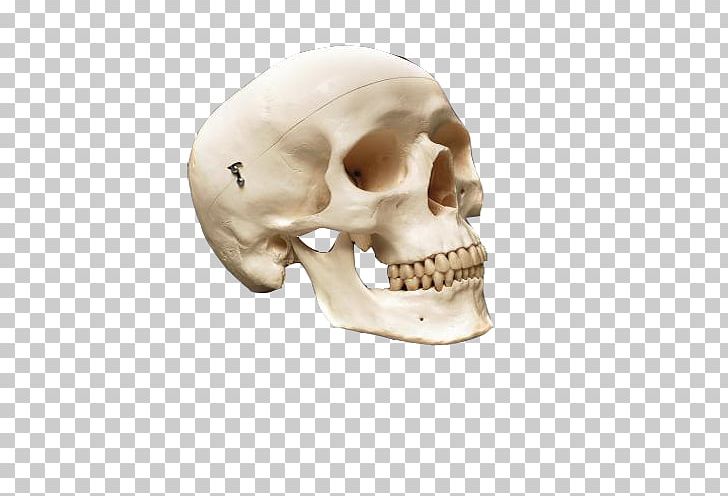 Human Skull Anatomy Human Skeleton Bone PNG, Clipart, Anatomy, Antiquity, Appendicular Skeleton, Bone, Christmas Decoration Free PNG Download