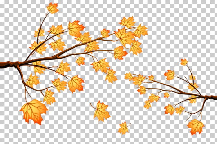 Maple Leaf PNG, Clipart, Autumn, Beautiful, Blossom, Branch, Cartoon Free PNG Download