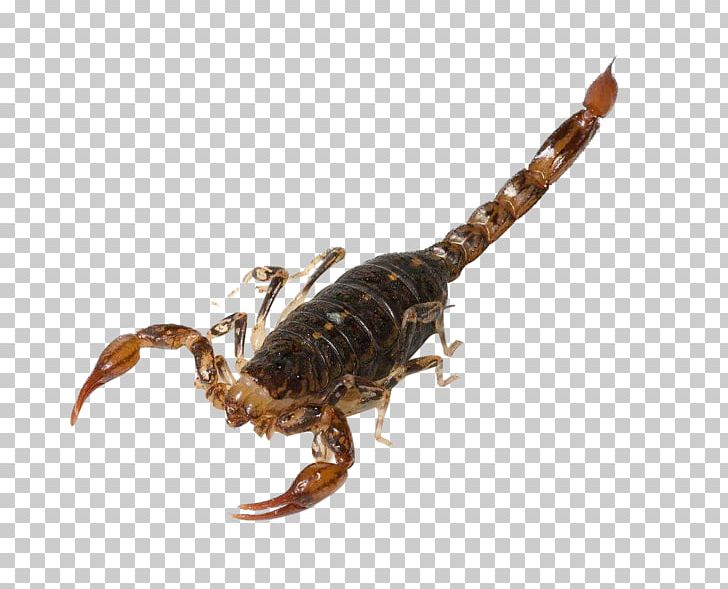 Spider Scorpion Curculionidae Cercophonius Squama Genus PNG, Clipart, Arachnid, Arthropod, Baby Crawling, Cercophonius Squama, Crawl Free PNG Download