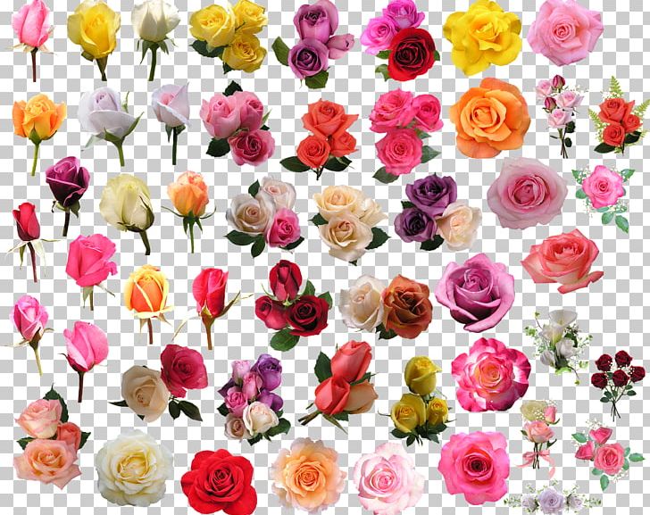 Cut Flowers Floral Design Garden Roses Centifolia Roses PNG, Clipart, Annual Plant, Artificial Flower, Centifolia Roses, Cut Flowers, Fcb Free PNG Download