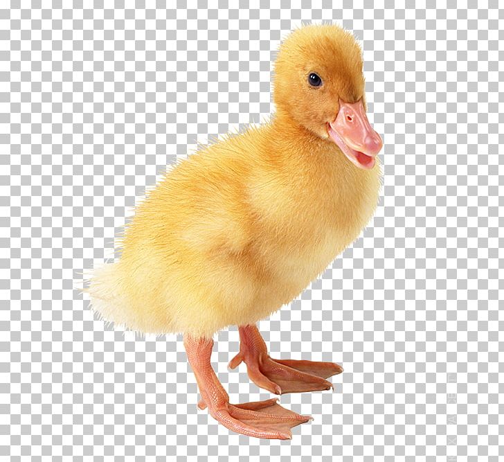 Duckling Duckling American Pekin PNG, Clipart, American Pekin, Animals, Beak, Bird, Chicken Free PNG Download