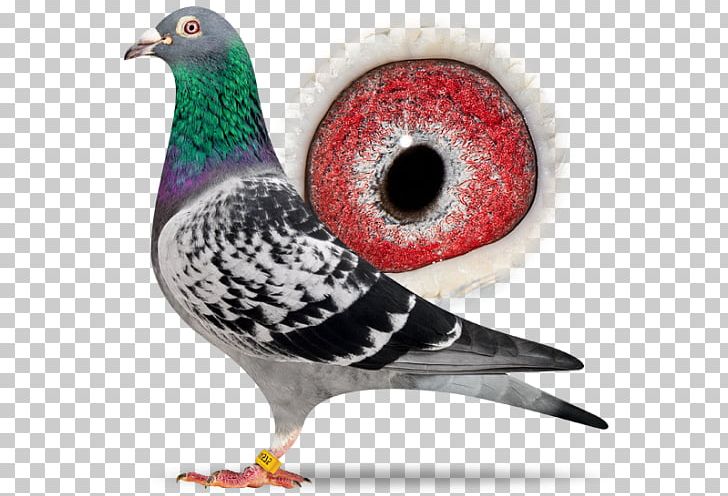 Homing Pigeon Columbidae Racing Homer American Show Racer British Show Racer PNG, Clipart, American Show Racer, Beak, Bird, Columbidae, Domestic Pigeon Free PNG Download