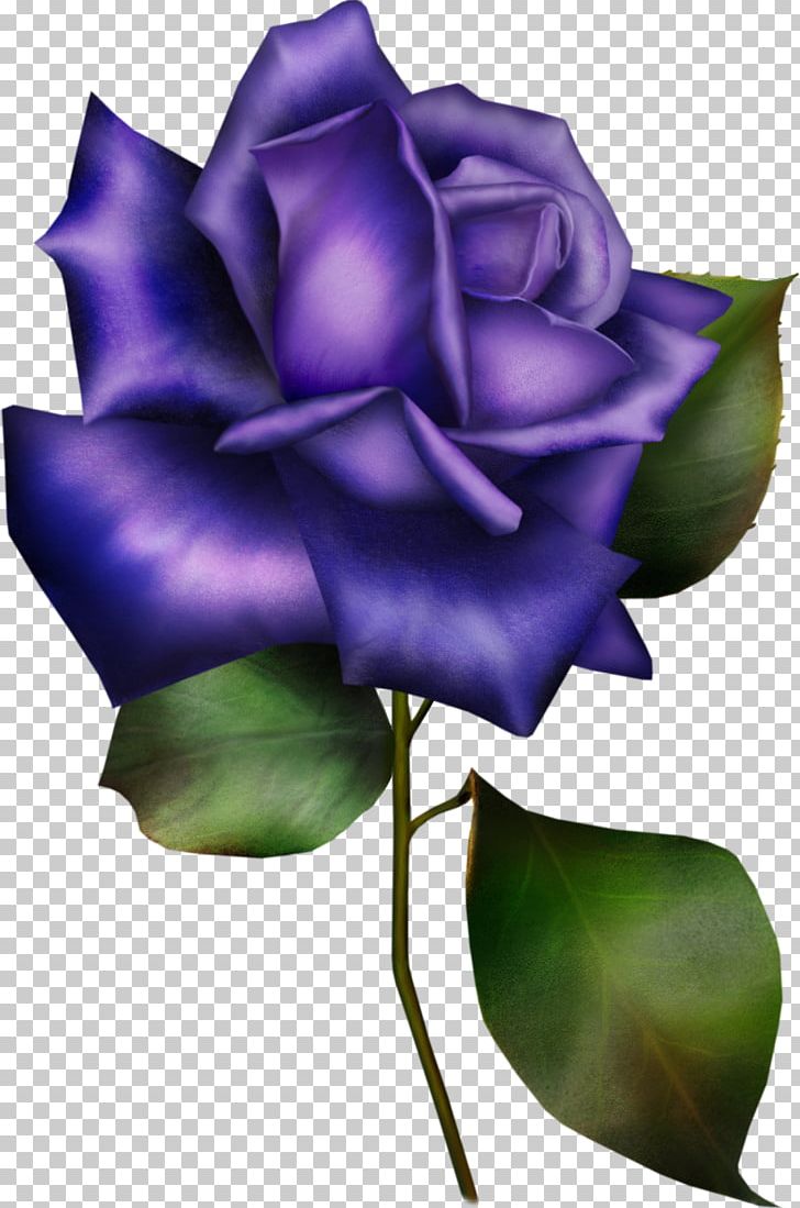 Flower Garden Roses Blue Rose Information PNG, Clipart, Blue Rose, Cut Flowers, Flower, Flowering Plant, Garden Roses Free PNG Download
