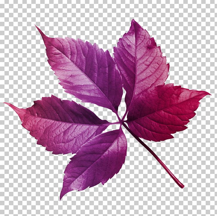 Leaf Flower Rose PNG, Clipart, Description, Desktop Wallpaper, Drawing, Filename Extension, Flores Free PNG Download