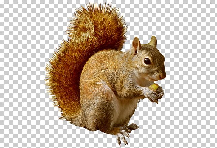 Squirrel Dog Puppy PNG, Clipart, Animal, Animals, Clip Art, Cuteness, Dog Free PNG Download