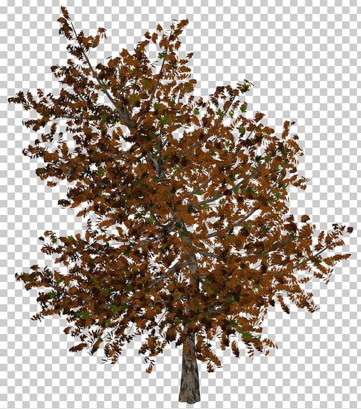 Tree PNG, Clipart, Autumn, Branch, Information, Nature, Photography Free PNG Download
