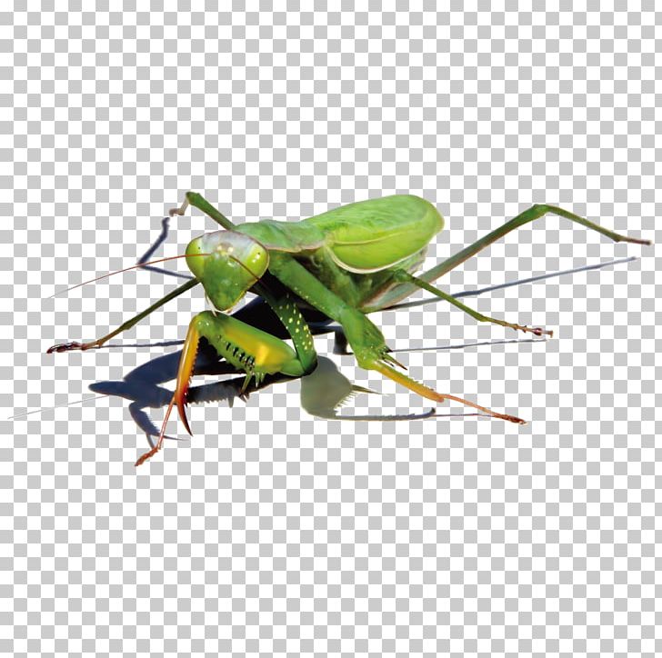 Green Mantis PNG, Clipart, Animal, Arthropod, Cricket, Cricket Like Insect, Decorative Patterns Free PNG Download