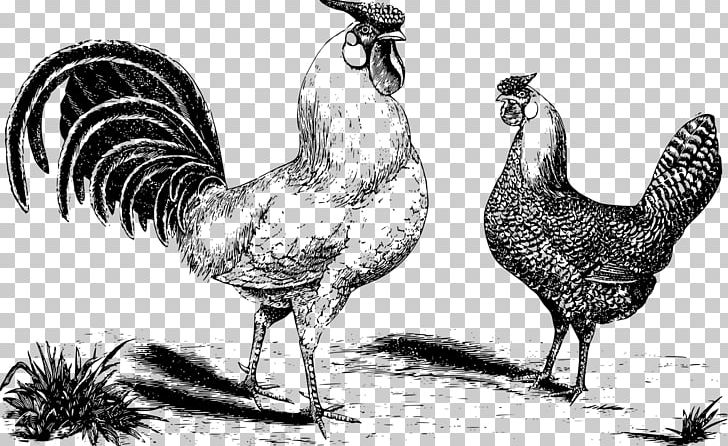 Rooster Chicken Poultry Farming Livestock Kifaranga PNG, Clipart, Agriculture, Animals, Beak, Bird, Black And White Free PNG Download