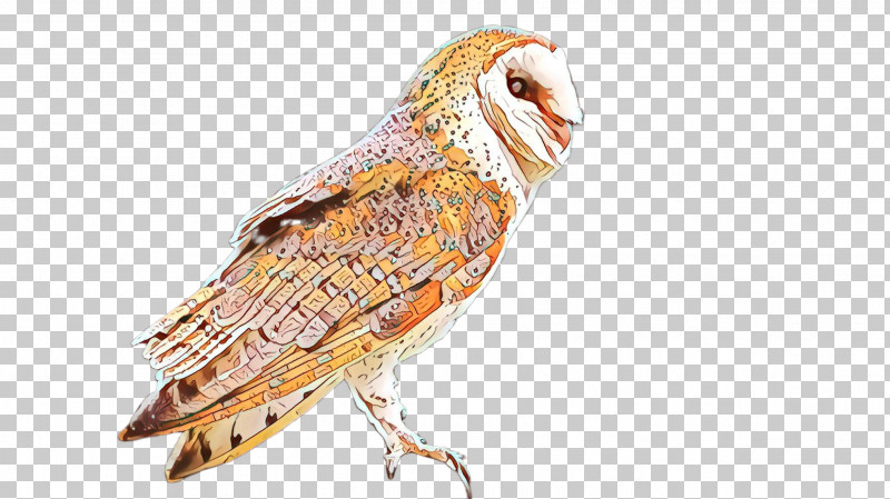 Barn Owl Bird Owl Beak Bird Of Prey PNG, Clipart, Barn Owl, Beak, Bird, Bird Of Prey, Owl Free PNG Download