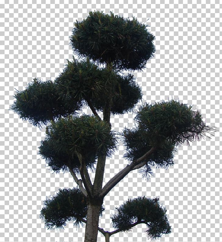 Asian Palmyra Palm Houseplant Sky Plc Borassus PNG, Clipart, Asian Palmyra Palm, Borassus, Borassus Flabellifer, Houseplant, Others Free PNG Download