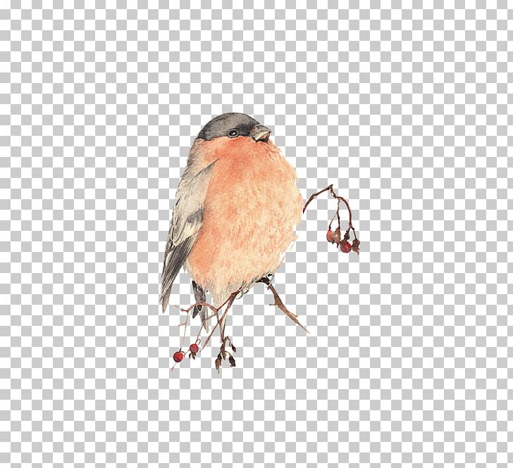 Bird Watercolor Painting PNG, Clipart, Adobe Illustrator, Animals, Beak, Bird, Bird Cage Free PNG Download