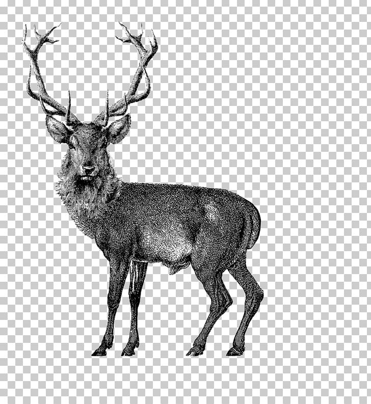 Red Deer Graphics Drawing Reindeer PNG, Clipart, Animals, Antler, Black And White, Deer, Drawing Free PNG Download