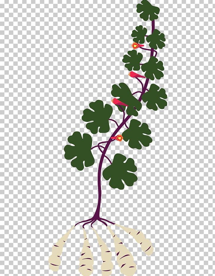 Tropaeolum Tuberosum Garden Nasturtium Perennial Plant PNG, Clipart, Anthriscus, Branch, Crop, Flora, Floral Design Free PNG Download